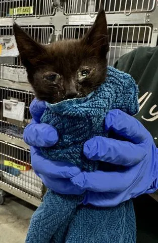 A baby small-sized female Domestic Medium Hair cat named Adriana for adoption in San Martin, CA