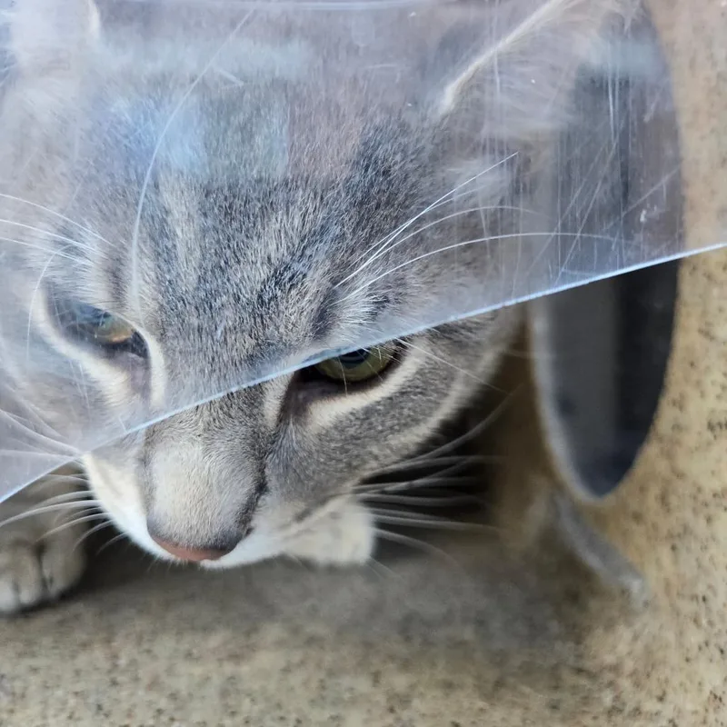 An adult medium-sized male Gray / Blue / Silver Domestic Medium Hair cat named Stewart Little for adoption in Philadelphia, PA