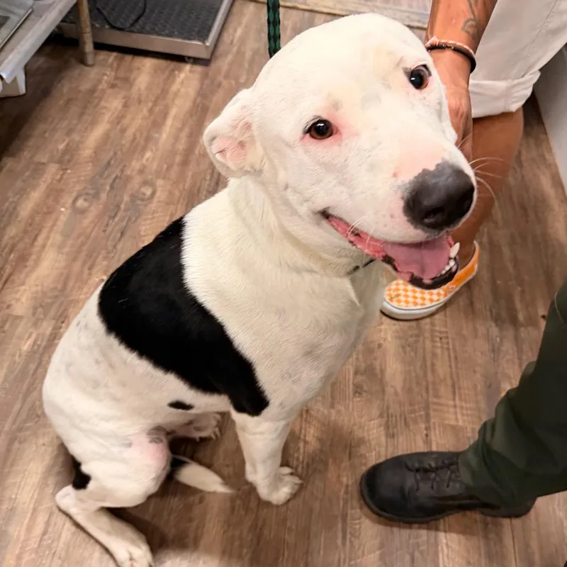 An adult large-sized male White / Cream Mixed Breed dog named Capone for adoption in Evensville, TN