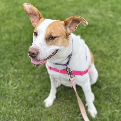 Roxi