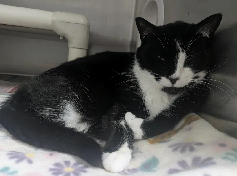 An adult large-sized male Black & White / Tuxedo Domestic Short Hair cat named Axel for adoption in Springfield, IL