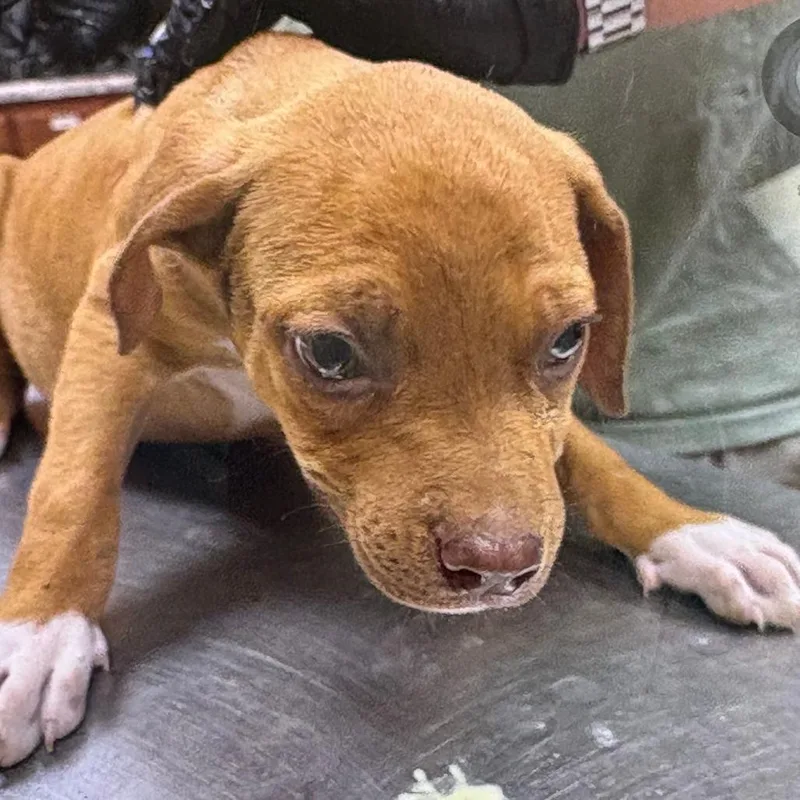 A baby small-sized male Red / Chestnut / Orange Terrier dog named Droolius Caesar U for adoption in Tupelo, MS