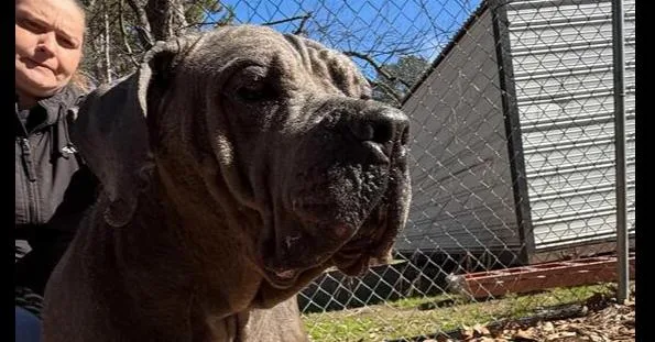An adult large-sized female Gray / Blue / Silver Cane Corso dog named Carmen for adoption in Tigard, OR