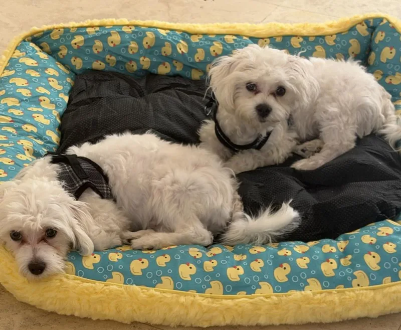 A baby small-sized male Maltese dog named Buzz for adoption in Fort Lauderdale, FL