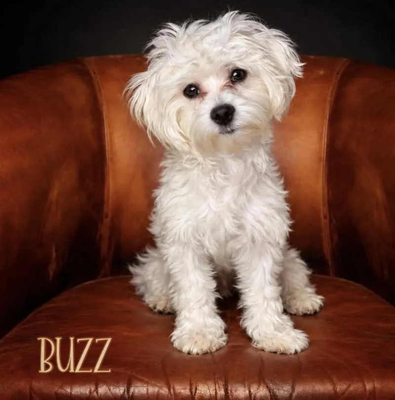 Buzz thumbnail 3