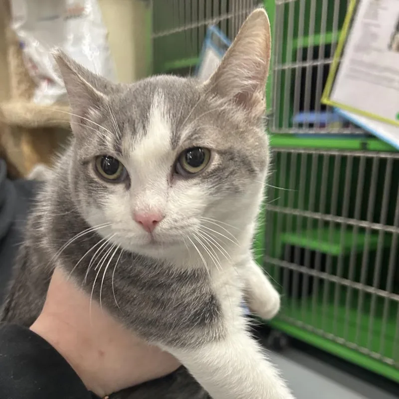 Colt Bonded To Painted