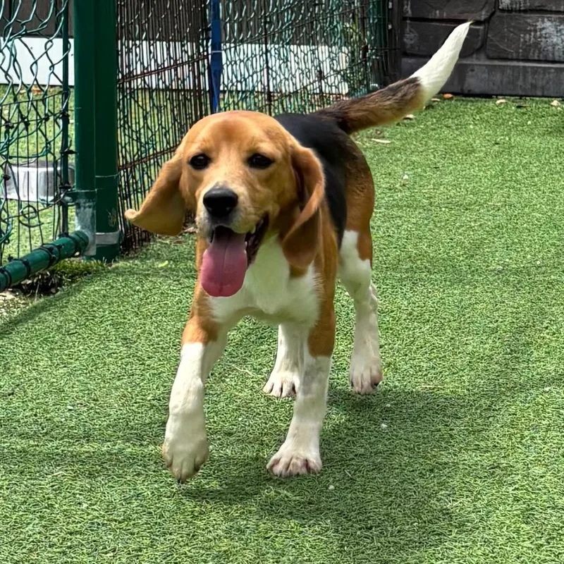 A young small-sized male Beagle dog named Kenny for adoption in Lauderhill, FL