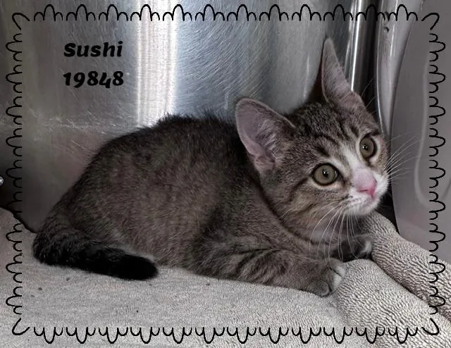 A baby small-sized female Tabby (Gray / Blue / Silver) Domestic Short Hair cat named Sushi for adoption in Marietta, GA