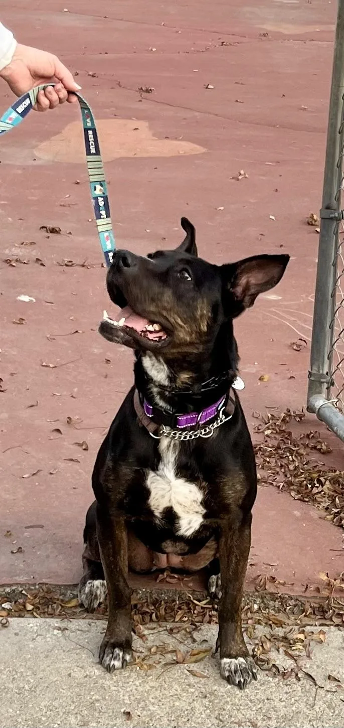 An adult large-sized female Bicolor Mixed Breed dog named Luna for adoption in Gilroy, CA