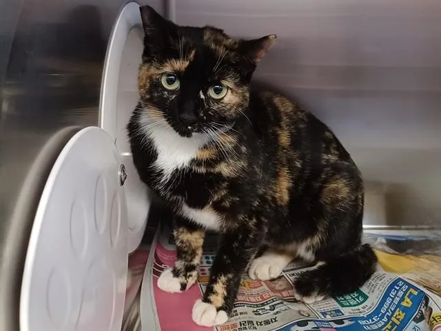 An adult medium-sized female Domestic Short Hair cat named Peppers for adoption in Lancaster, CA