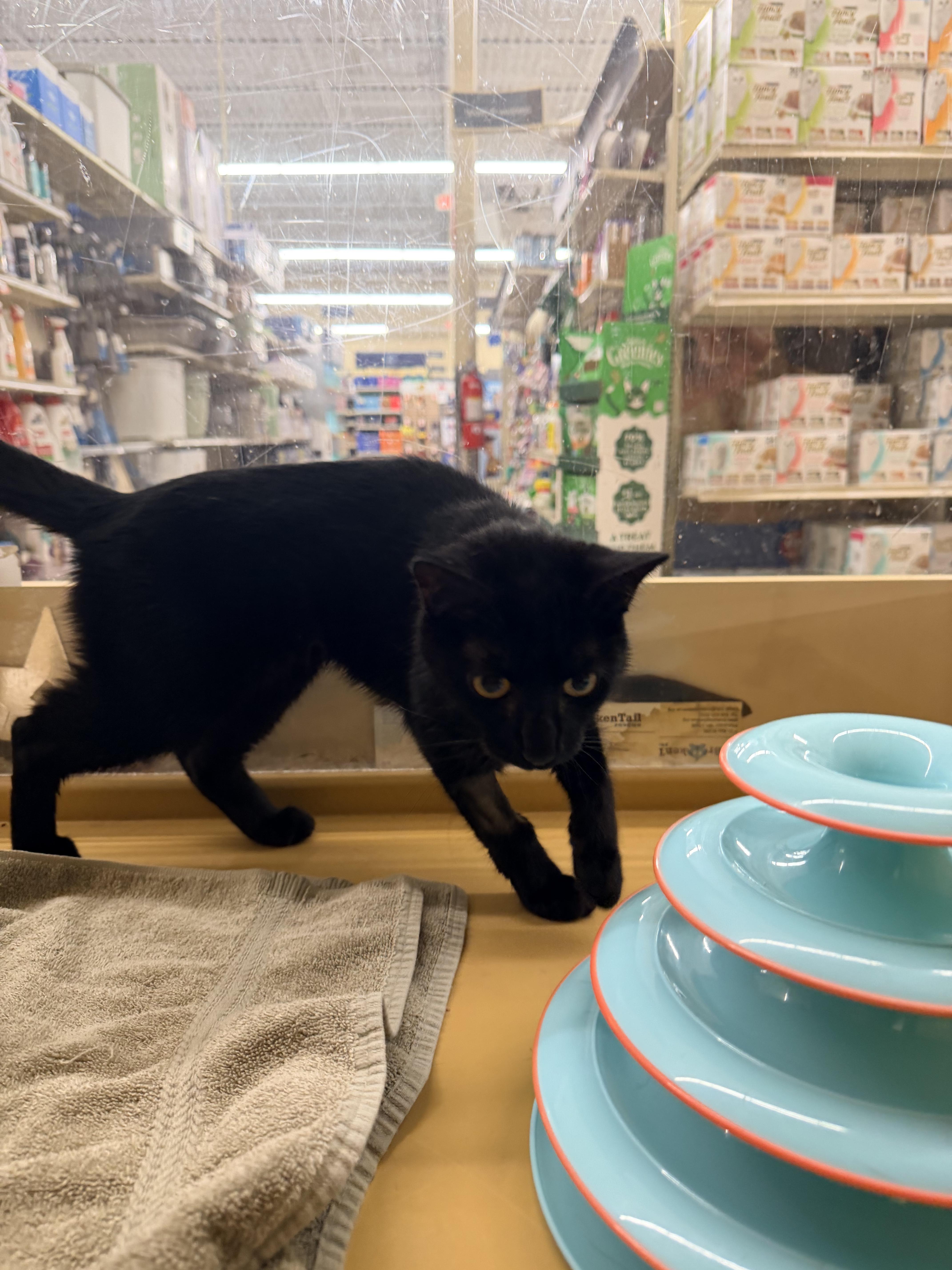 A baby medium-sized female Black Domestic Short Hair cat named Unos And Dos for adoption in Worcester, MA