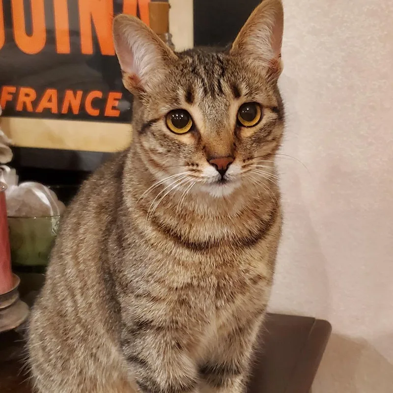 Sapphire thumbnail 2