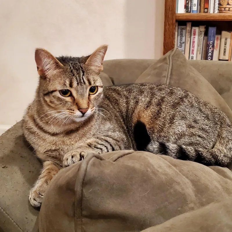 Sapphire thumbnail 3