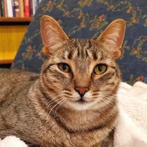 Sapphire thumbnail 4