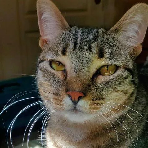 Sapphire thumbnail 5