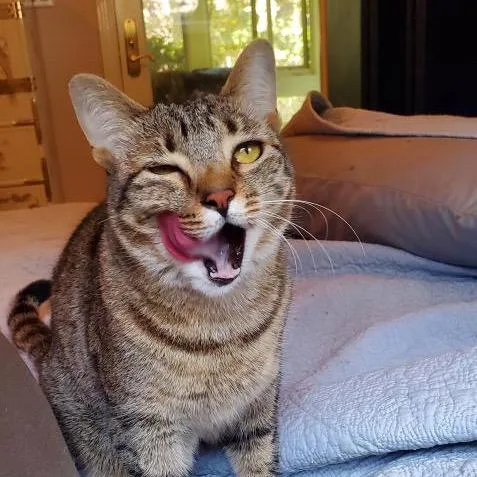 Sapphire thumbnail 6