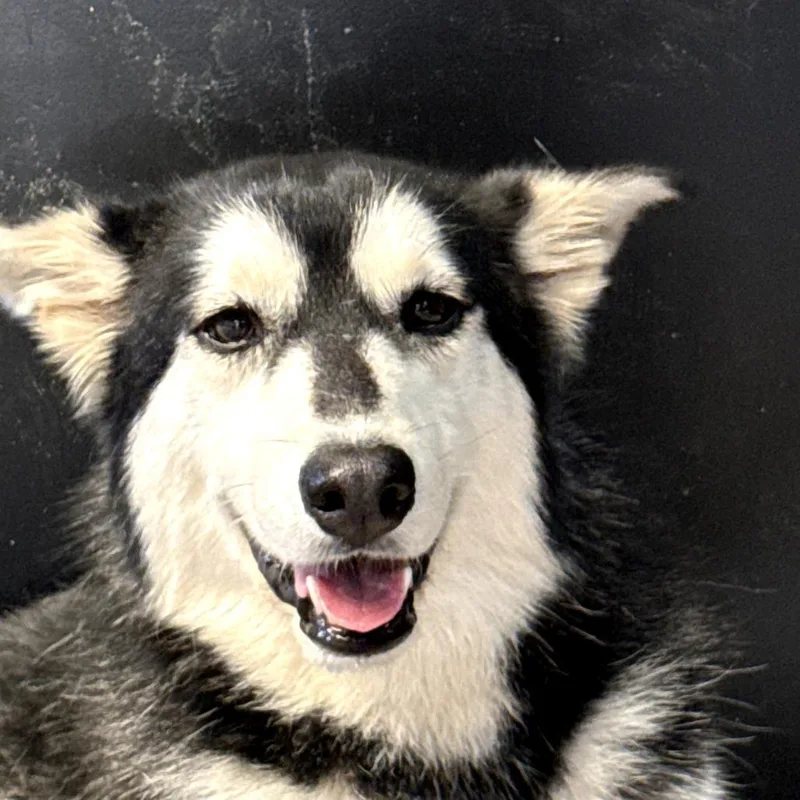 An adult small-sized female Black Mixed Breed dog named Cookies N' Cream for adoption in Leander, TX