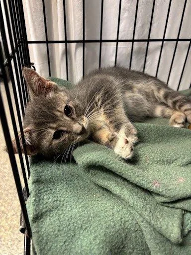 A baby small-sized female Tabby (Gray / Blue / Silver) Domestic Short Hair cat named Storm for adoption in Raleigh, NC