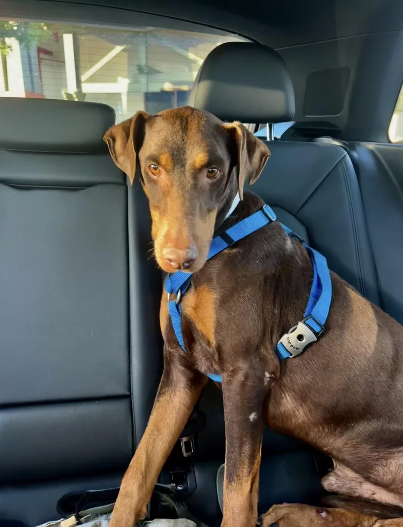 A young medium-sized male Brown / Chocolate Doberman Pinscher dog named Blammo for adoption in Carlsbad, CA