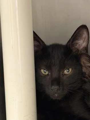 A baby medium-sized male Black Domestic Short Hair cat named Knight for adoption in Wichita, KS