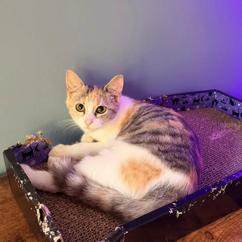A baby medium-sized female Domestic Short Hair cat named Sherbet for adoption in Candler, NC