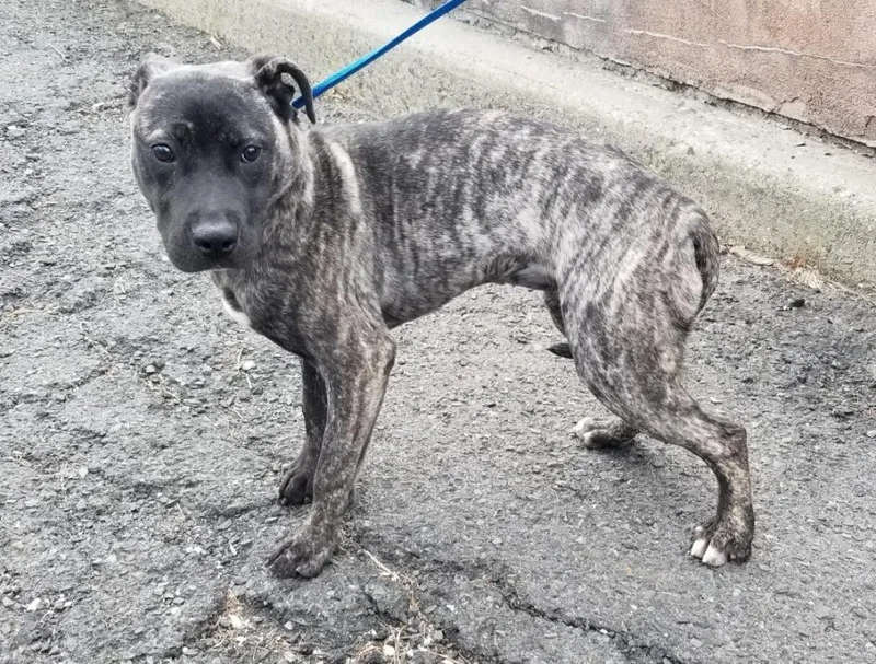 A young medium-sized female Gray / Blue / Silver Pit Bull Terrier dog named Gretel for adoption in West Orange, NJ