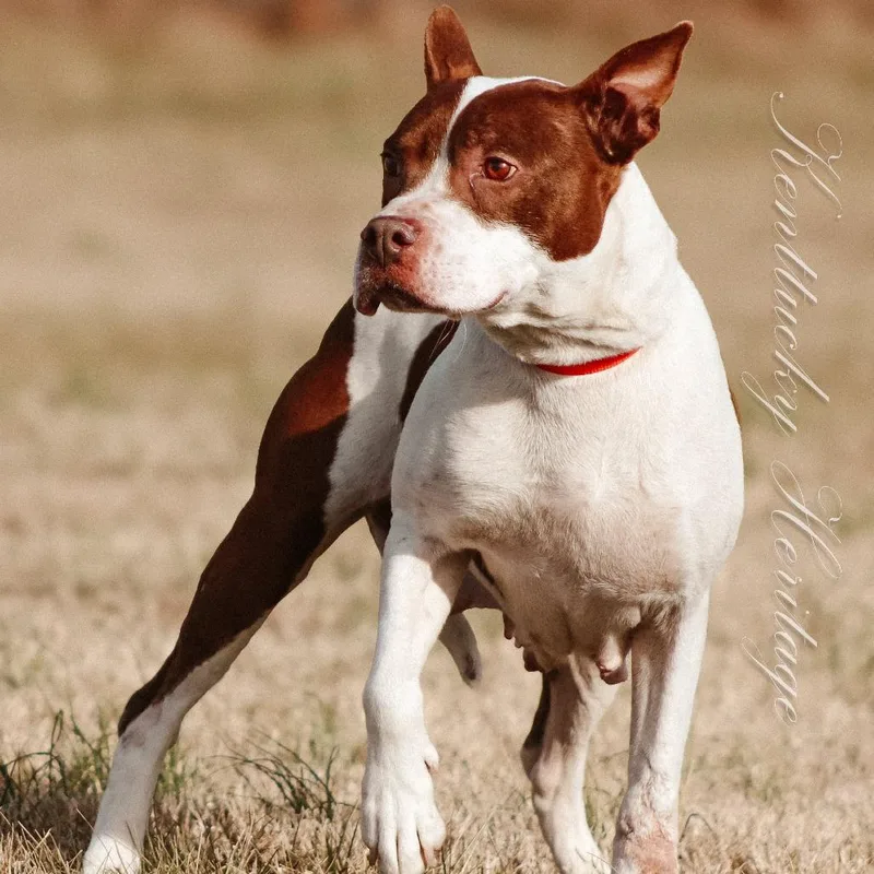 An adult medium-sized female Pit Bull Terrier dog named Nova for adoption in Madisonville, KY