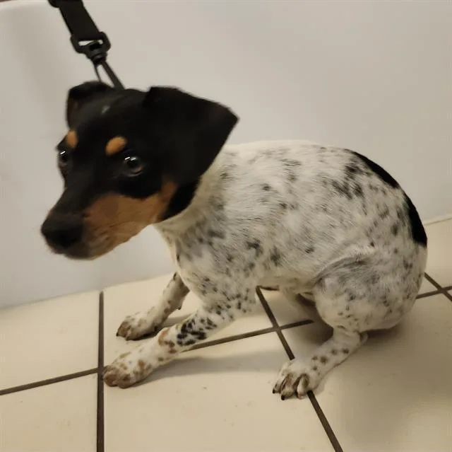 A baby small-sized female Terrier dog named Junebug for adoption in San Antonio, TX