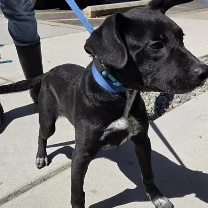 A baby medium-sized male Labrador Retriever dog named Valentino for adoption in Voorhees, NJ