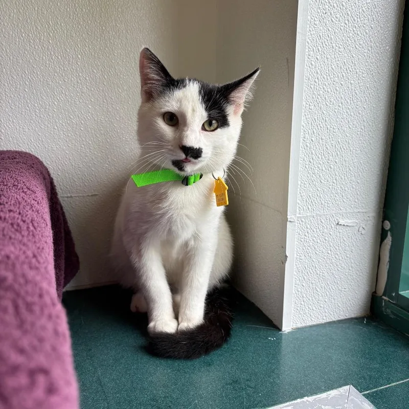 A baby small-sized male Black Domestic Short Hair cat named Wallace for adoption in Springfield, MA