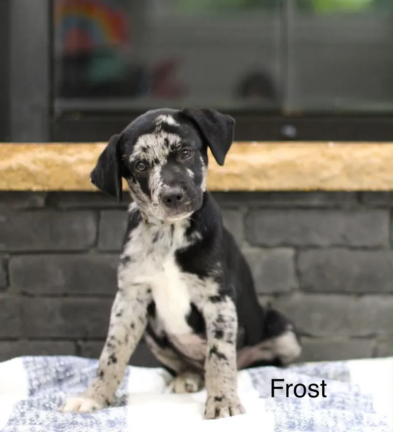 A baby medium-sized female Mixed Breed dog named Frost for adoption in Mobile, AL