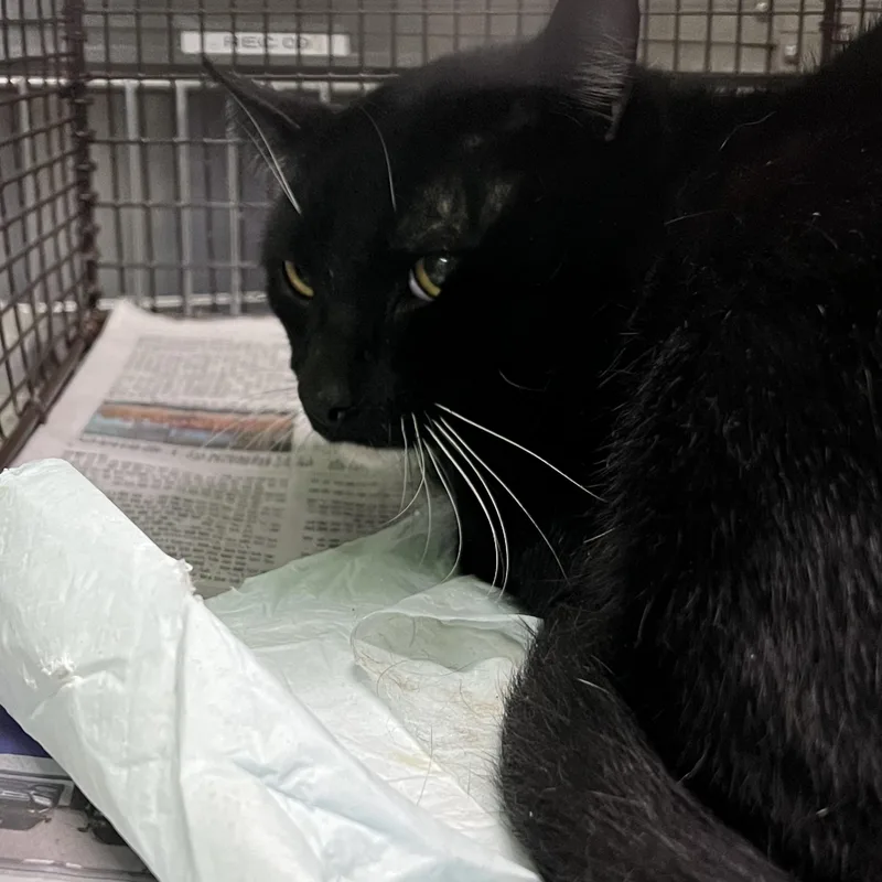 A young medium-sized male Domestic Short Hair cat named Luis for adoption in Los Angeles, CA
