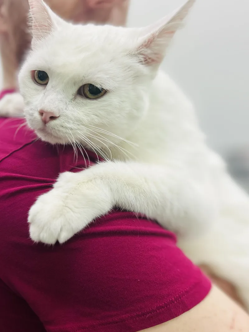 Snowball thumbnail 2