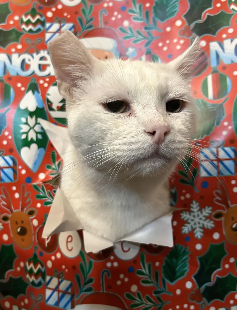 Snowball thumbnail 3