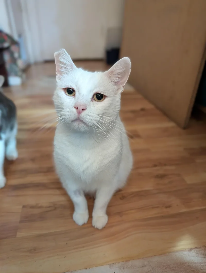 Snowball thumbnail 4