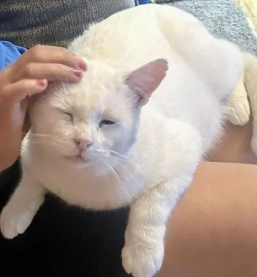 Snowball thumbnail 5