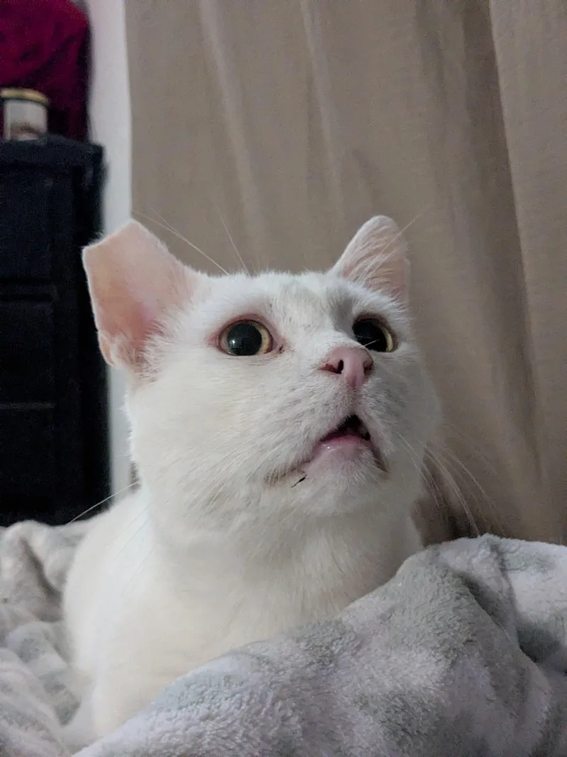 Snowball thumbnail 6