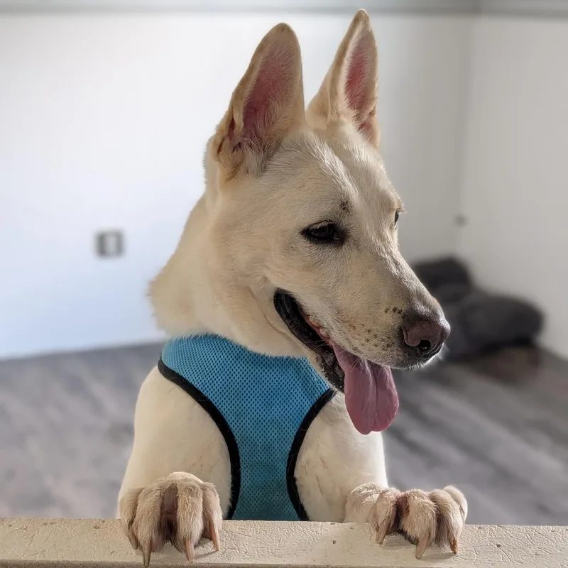An adult medium-sized female White / Cream German Shepherd Dog dog named Katie for adoption in Alma, MI