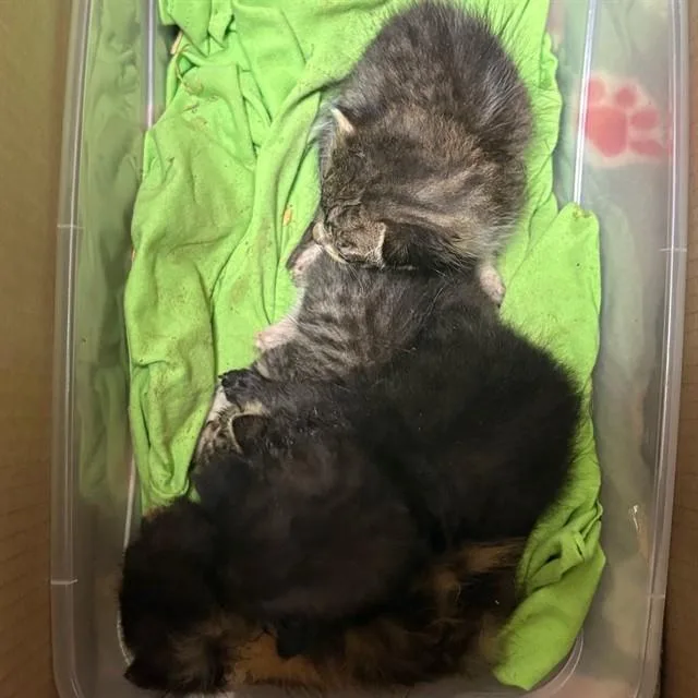 A baby small-sized female Domestic Short Hair cat named Miney for adoption in Riverside, CA
