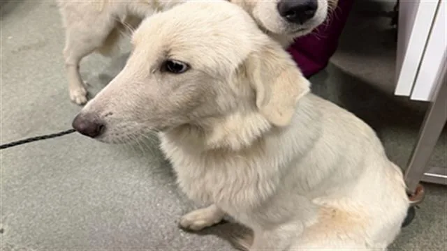 An adult extra large-sized female Mixed Breed dog named Spirit for adoption in Dallas, TX