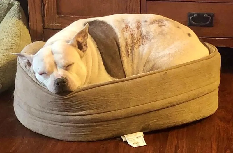 An adult medium-sized female White / Cream Pit Bull Terrier dog named Dolly for adoption in Fairbanks, AK