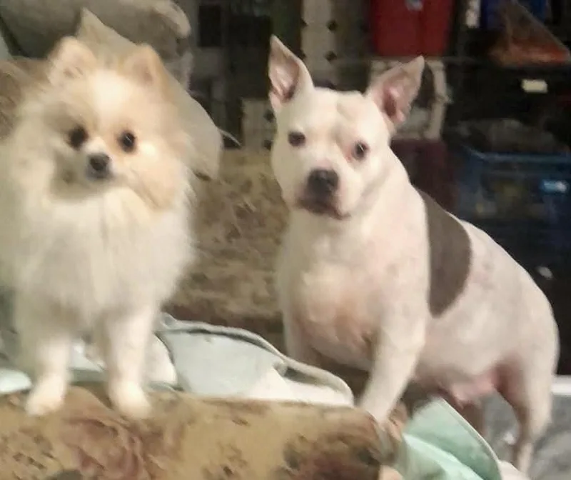 Dolly thumbnail 2
