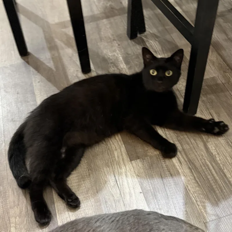 An adult small-sized male Domestic Short Hair cat named Coal for adoption in Huntsville, AL