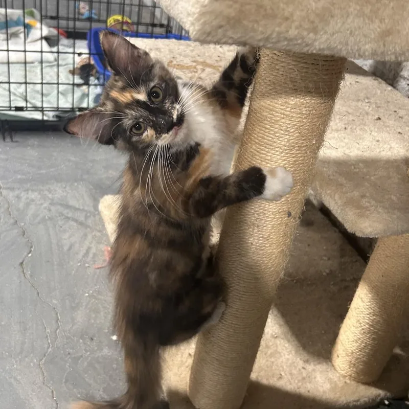 Cilantro