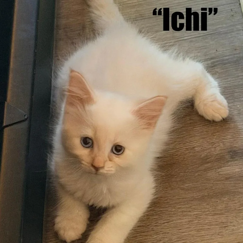 A baby small-sized male Flame Point Domestic Long Hair cat named Ichigo for adoption in Talent, OR