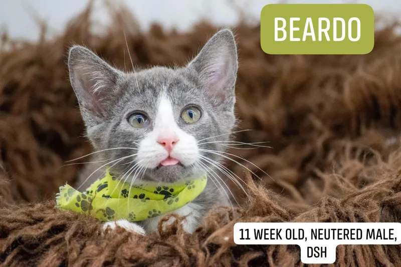 A baby small-sized male Gray & White Domestic Short Hair cat named Beardo for adoption in Sevierville, TN