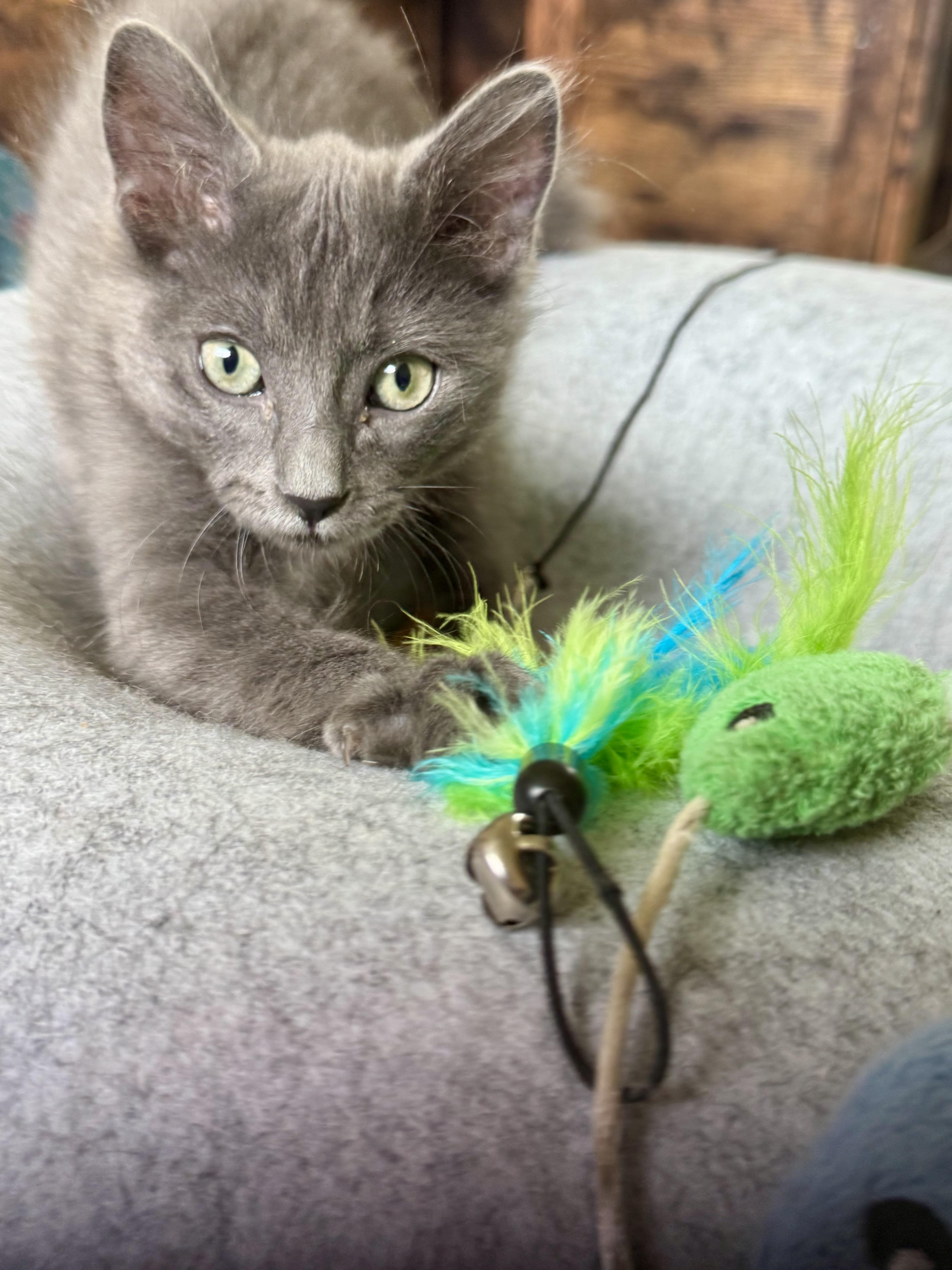 A baby small-sized male Domestic Medium Hair cat named Rudder for adoption in Wasilla, AK