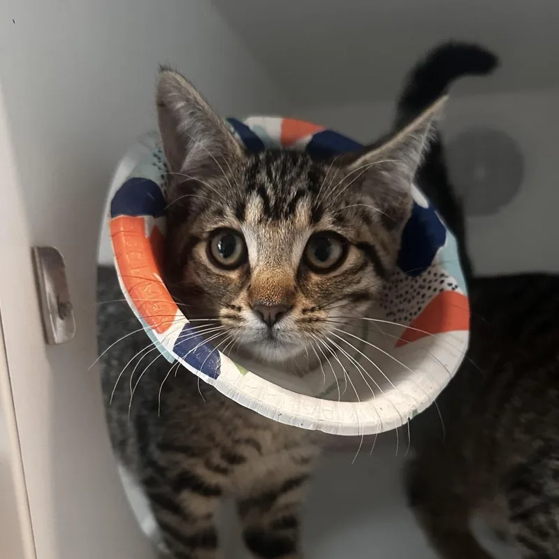 A baby small-sized female Brown / Chocolate Domestic Short Hair cat named Menchie for adoption in Dearborn, MI