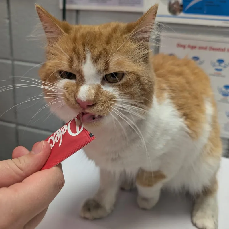 Butter Chicken thumbnail 4