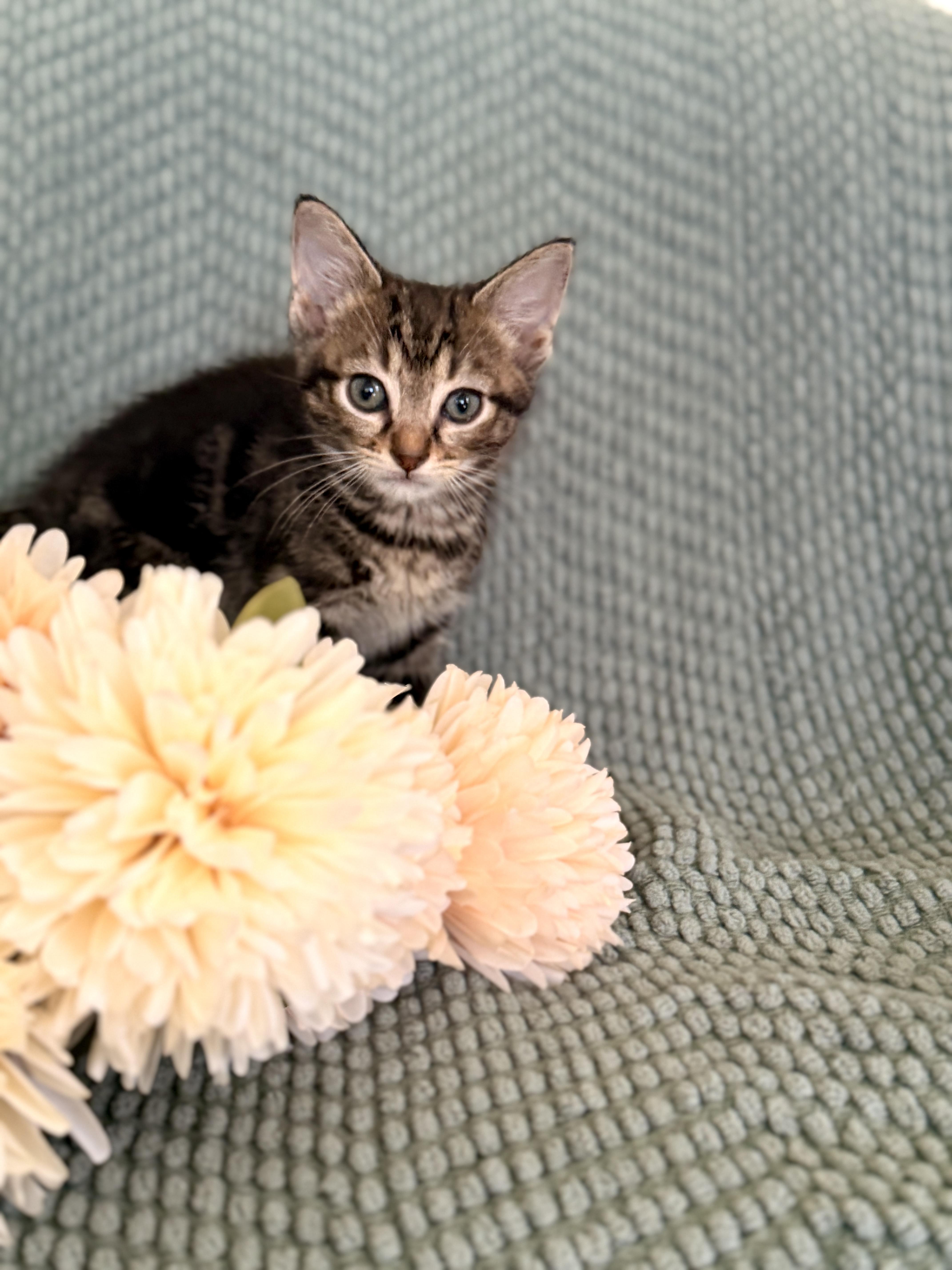 A baby medium-sized male Tabby (Tiger Striped) Domestic Short Hair cat named Duke Transport for adoption in Gradyville, KY